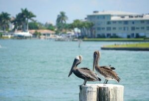 Two Pelicans stading on poles near Madeira Beach, Florida, USA