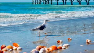 Madeira Beach safety tips represented by bird and shells on Madeira Beach shore.